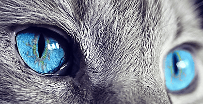 Si los ojos no&nbsp;llorasen