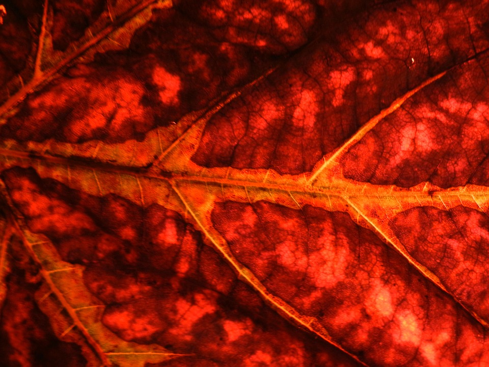 Me corté las&nbsp;venas